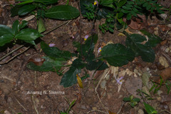 Gymnostachyum febrifugum